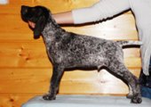 wye niemiecki, spinone italiano