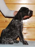 wye niemiecki, spinone italiano