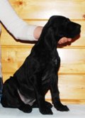 wye niemiecki, spinone italiano