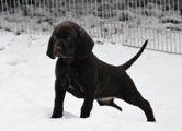 wye niemiecki, spinone italiano