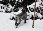 wye niemiecki, spinone italiano