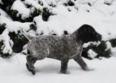 wye niemiecki, spinone italiano