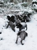 wye niemiecki, spinone italiano