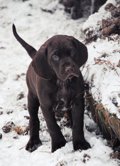 wye niemiecki, spinone italiano