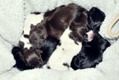 wye niemiecki, spinone italiano