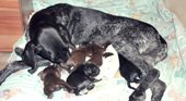 wye niemiecki, spinone italiano