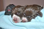 wye niemiecki, spinone italiano