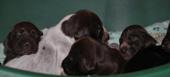 wye niemiecki, spinone italiano