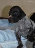 wye niemiecki, spinone italiano