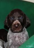 wye niemiecki, spinone italiano