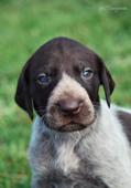 wye niemiecki, spinone italiano