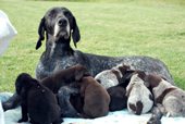 wye niemiecki, spinone italiano