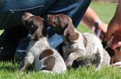 wye niemiecki, spinone italiano