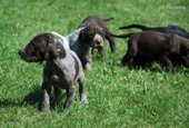 wye niemiecki, spinone italiano
