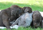 wye niemiecki, spinone italiano