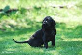 wye niemiecki, spinone italiano