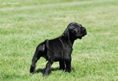 wye niemiecki, spinone italiano