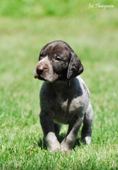 wye niemiecki, spinone italiano