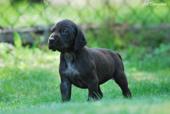 wye niemiecki, spinone italiano