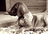 wye niemiecki, spinone italiano