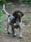 wye niemiecki, spinone italiano