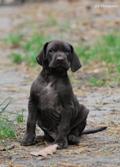 wye niemiecki, spinone italiano