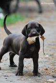wye niemiecki, spinone italiano