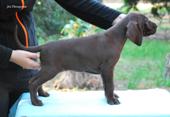 wye niemiecki, spinone italiano
