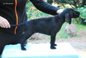 wye niemiecki, spinone italiano