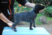 wye niemiecki, spinone italiano