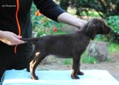 wye niemiecki, spinone italiano