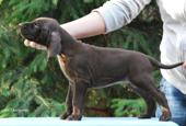 wye niemiecki, spinone italiano