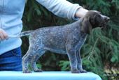 wye niemiecki, spinone italiano