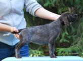 wye niemiecki, spinone italiano
