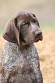 wye niemiecki, spinone italiano