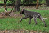 wye niemiecki, spinone italiano