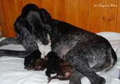 wye niemiecki, spinone italiano