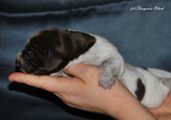 wye niemiecki, spinone italiano