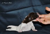 wye niemiecki, spinone italiano