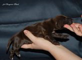 wye niemiecki, spinone italiano
