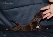 wye niemiecki, spinone italiano