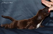 wye niemiecki, spinone italiano