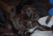 wye niemiecki, spinone italiano