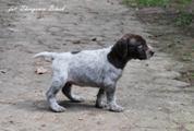 wye niemiecki, spinone italiano