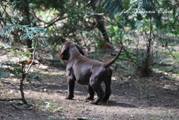wye niemiecki, spinone italiano