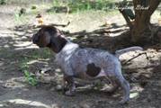 wye niemiecki, spinone italiano
