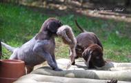 wye niemiecki, spinone italiano