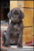 wye niemiecki, spinone italiano