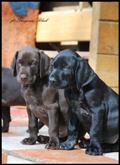 wye niemiecki, spinone italiano