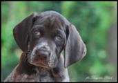 wye niemiecki, spinone italiano